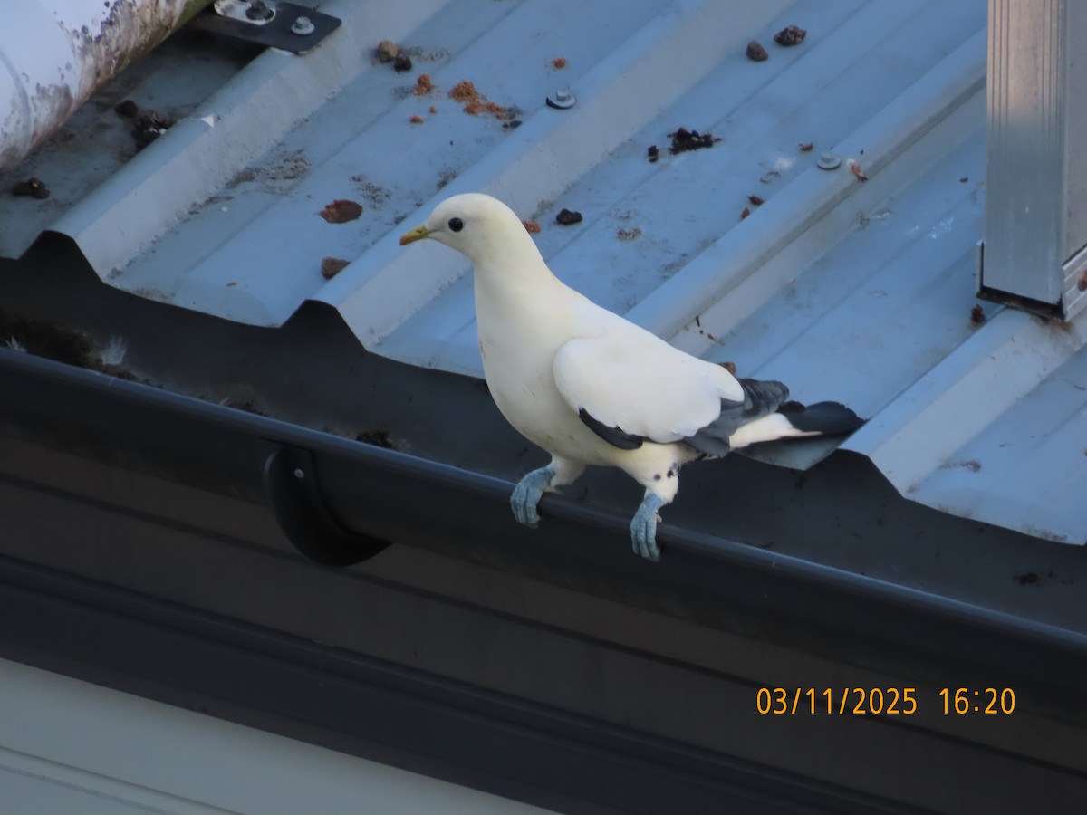 Torresian Imperial-Pigeon - ML644577086