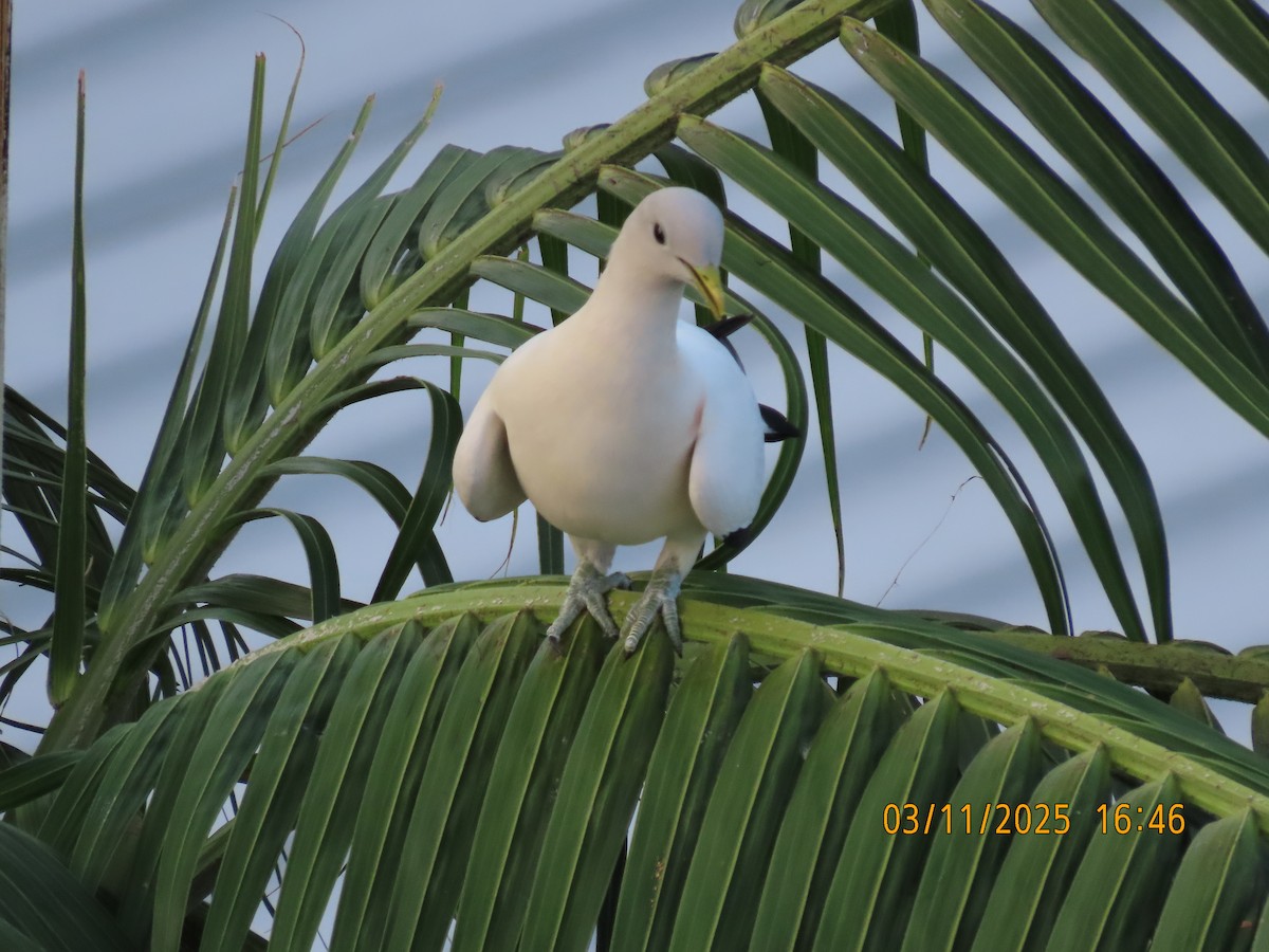 Torresian Imperial-Pigeon - ML644577087