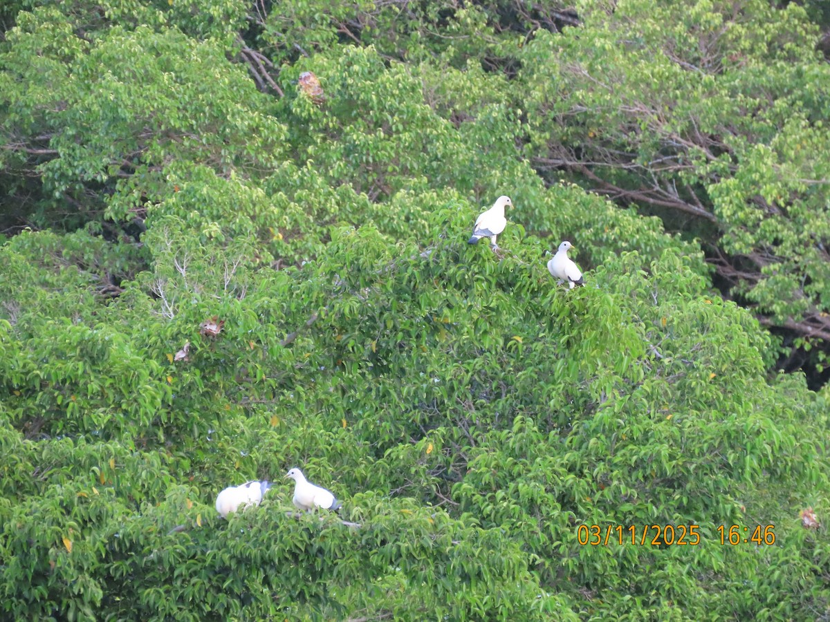 Torresian Imperial-Pigeon - ML644577089