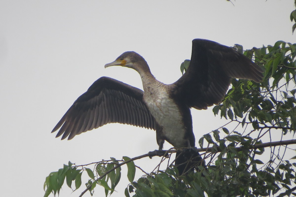 Great Cormorant - ML644577092