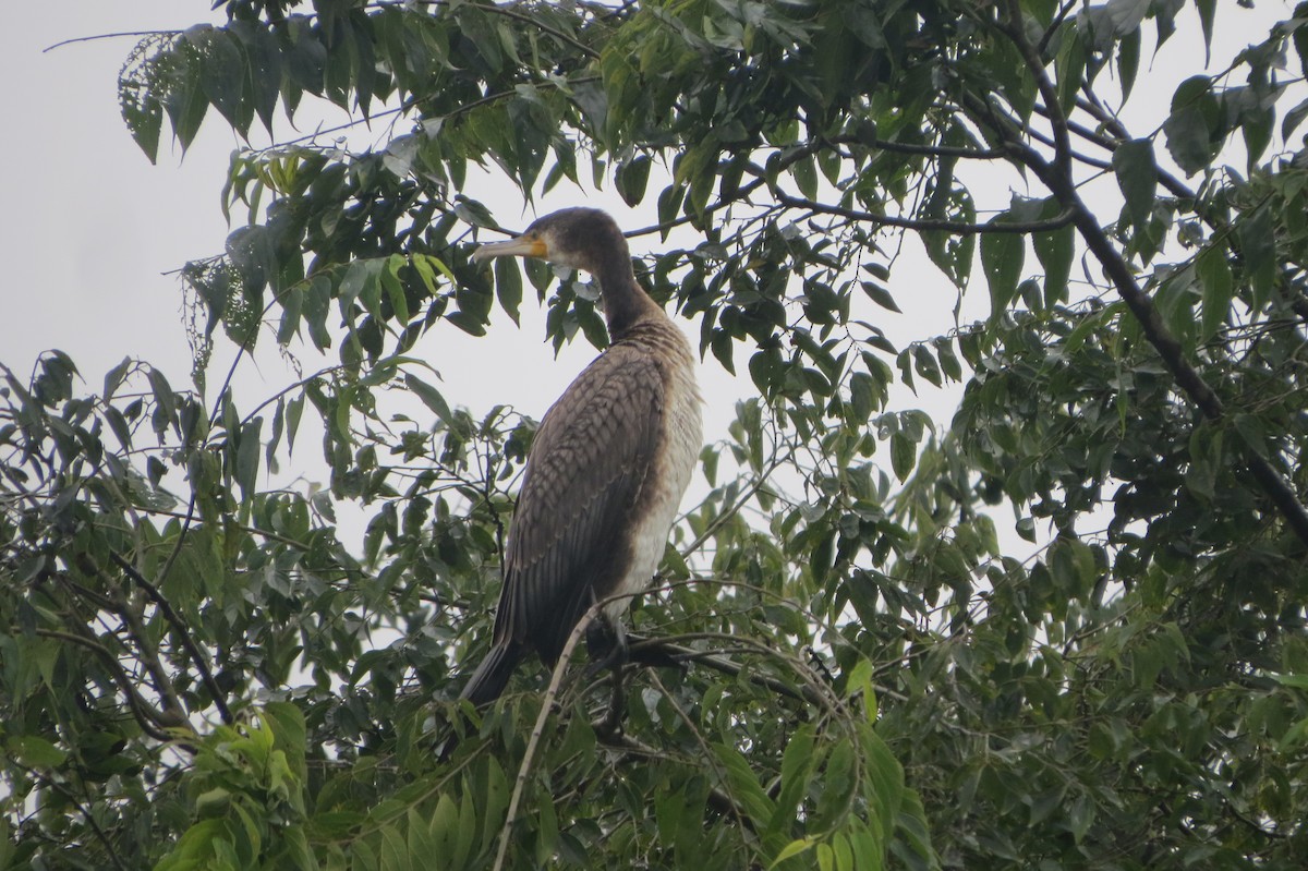 Great Cormorant - ML644577093