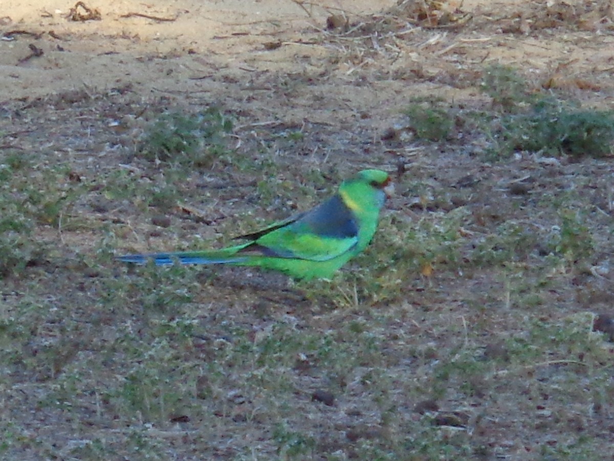 Australian Ringneck - ML644577094