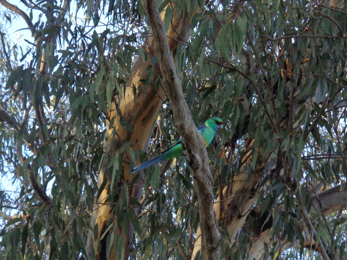 Australian Ringneck - ML644577098
