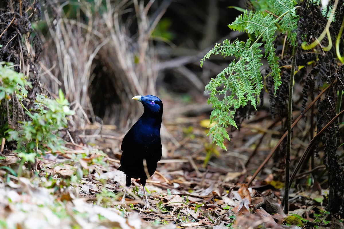 atlaskgartner - ML644577099