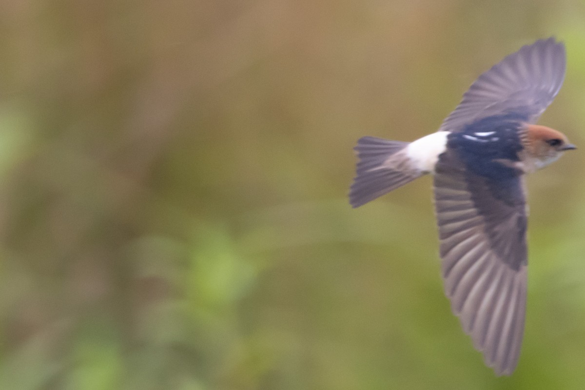 Ariel enara - ML644577100