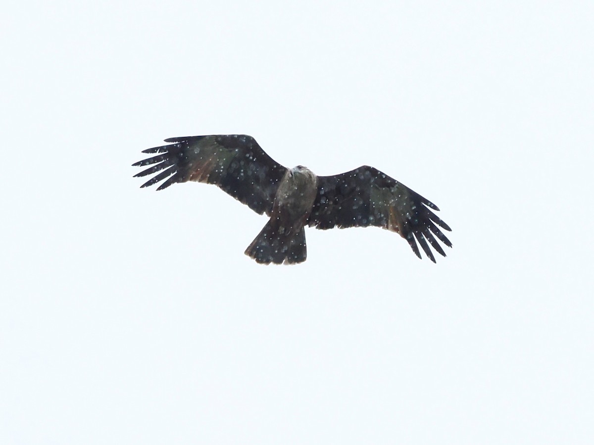 braminglente - ML644577103