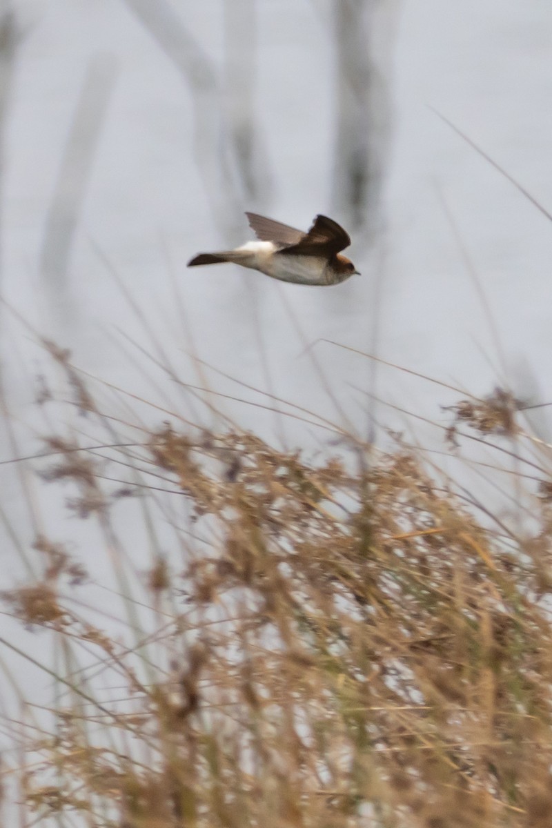 Ariel enara - ML644577104