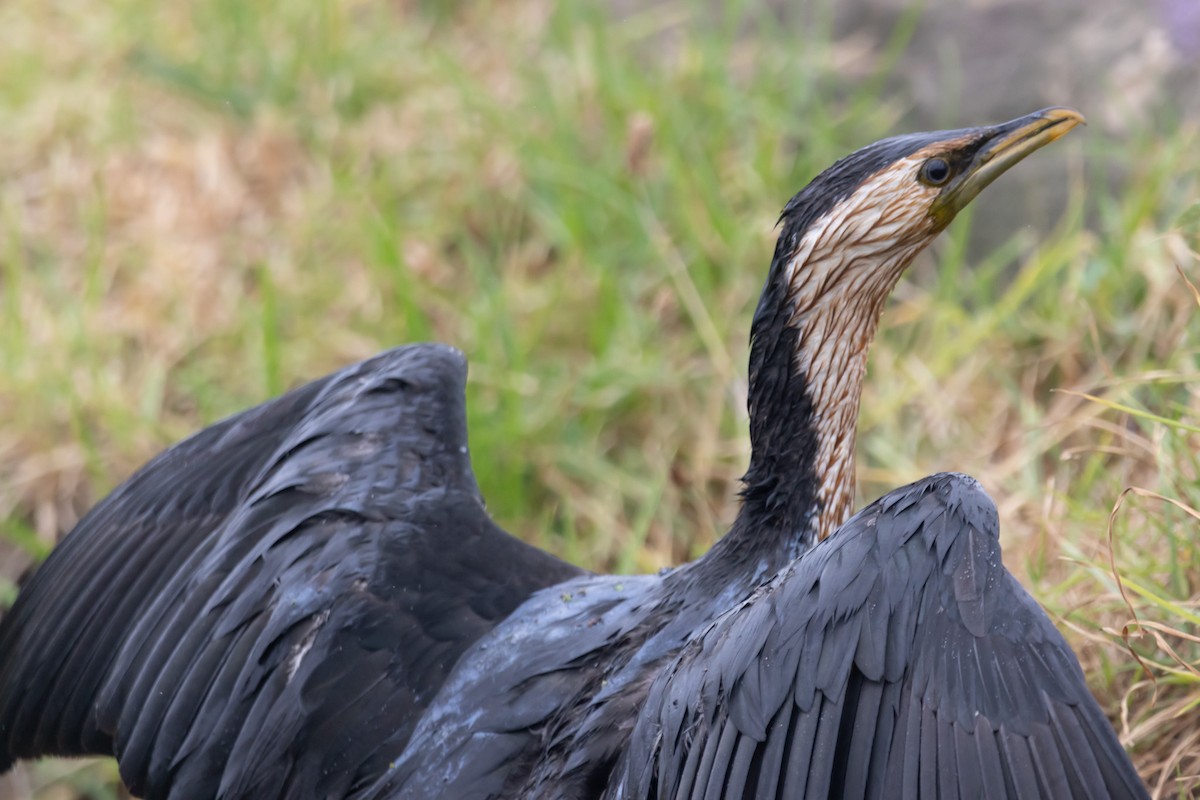 Little Pied Cormorant - ML644577109