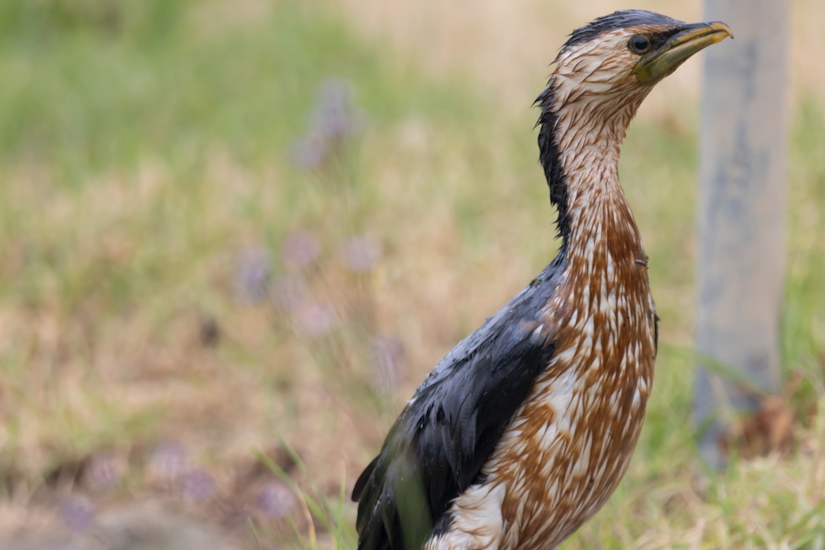 Little Pied Cormorant - ML644577111