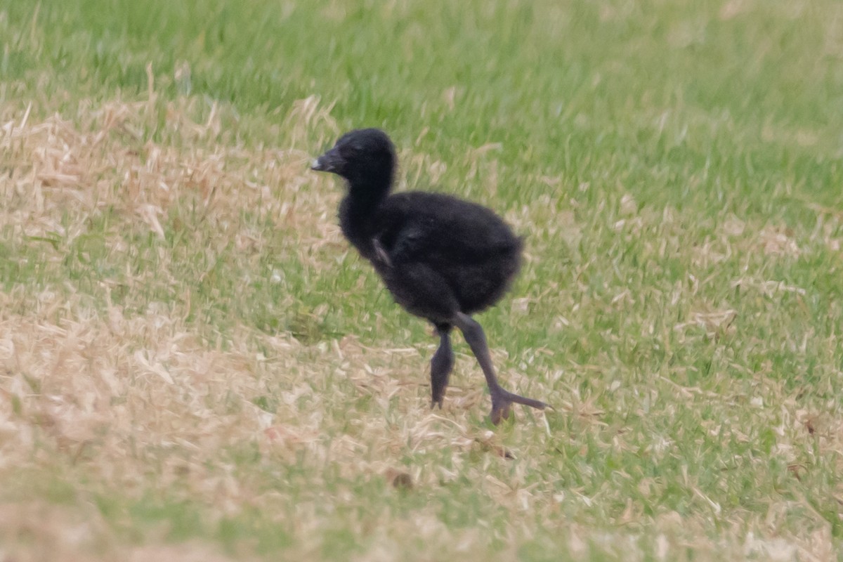 Australasian Swamphen - ML644577112