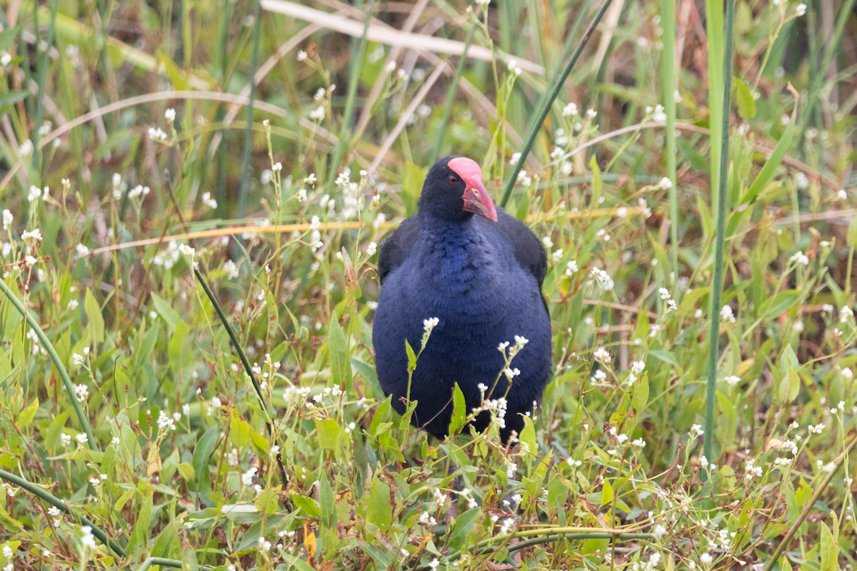Australasian Swamphen - ML644577113