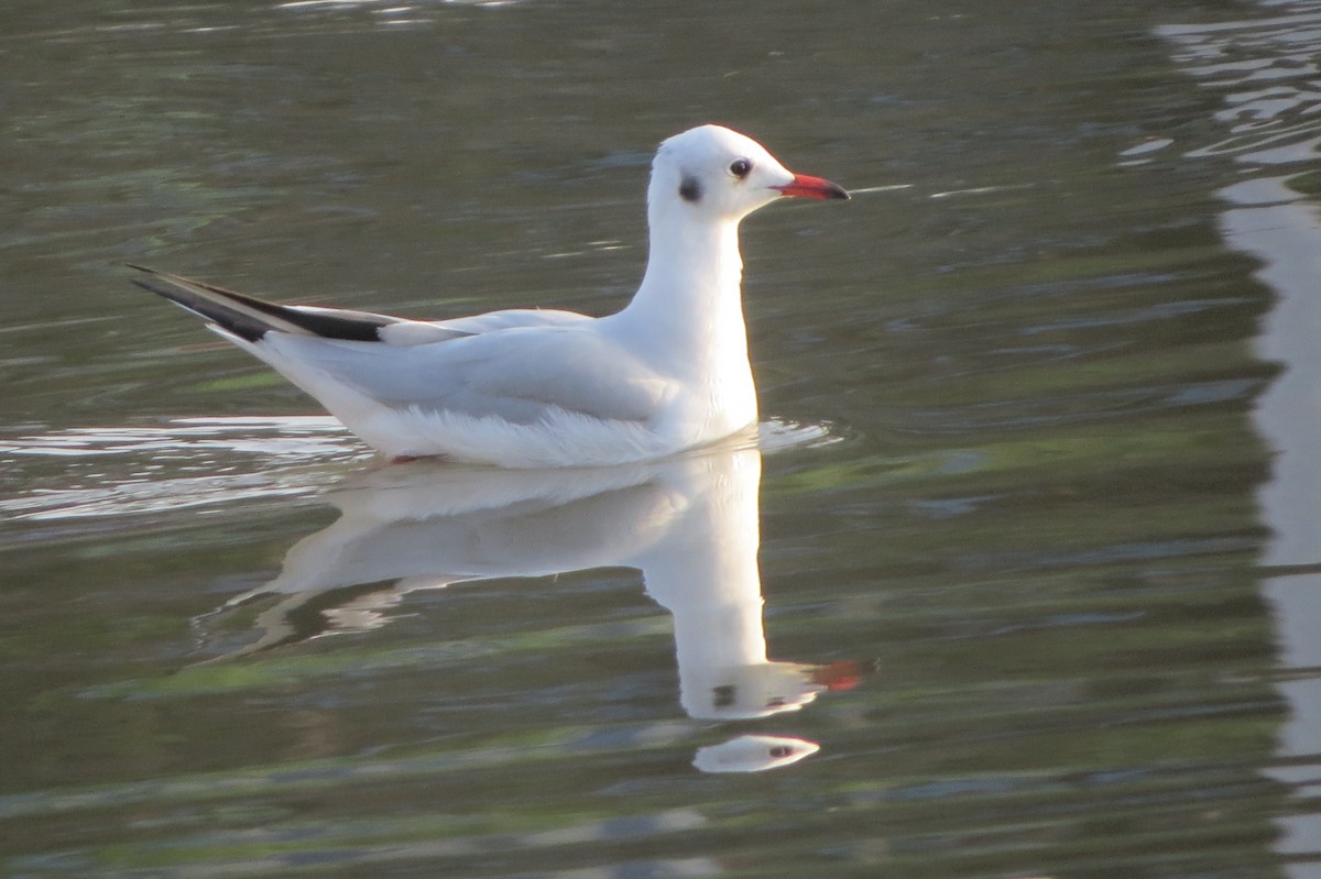 Black-headed Gull - ML644577114