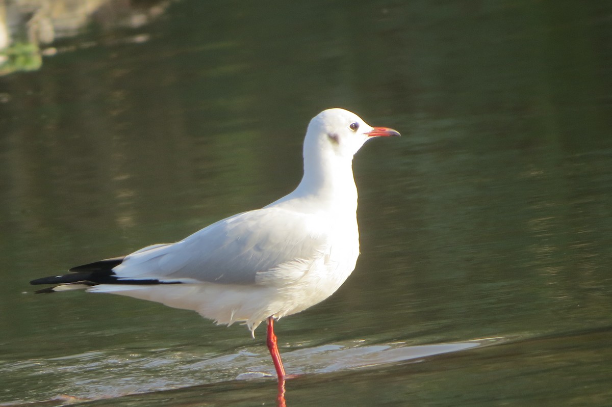 Black-headed Gull - ML644577115