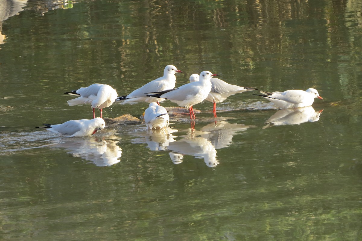 Black-headed Gull - ML644577116