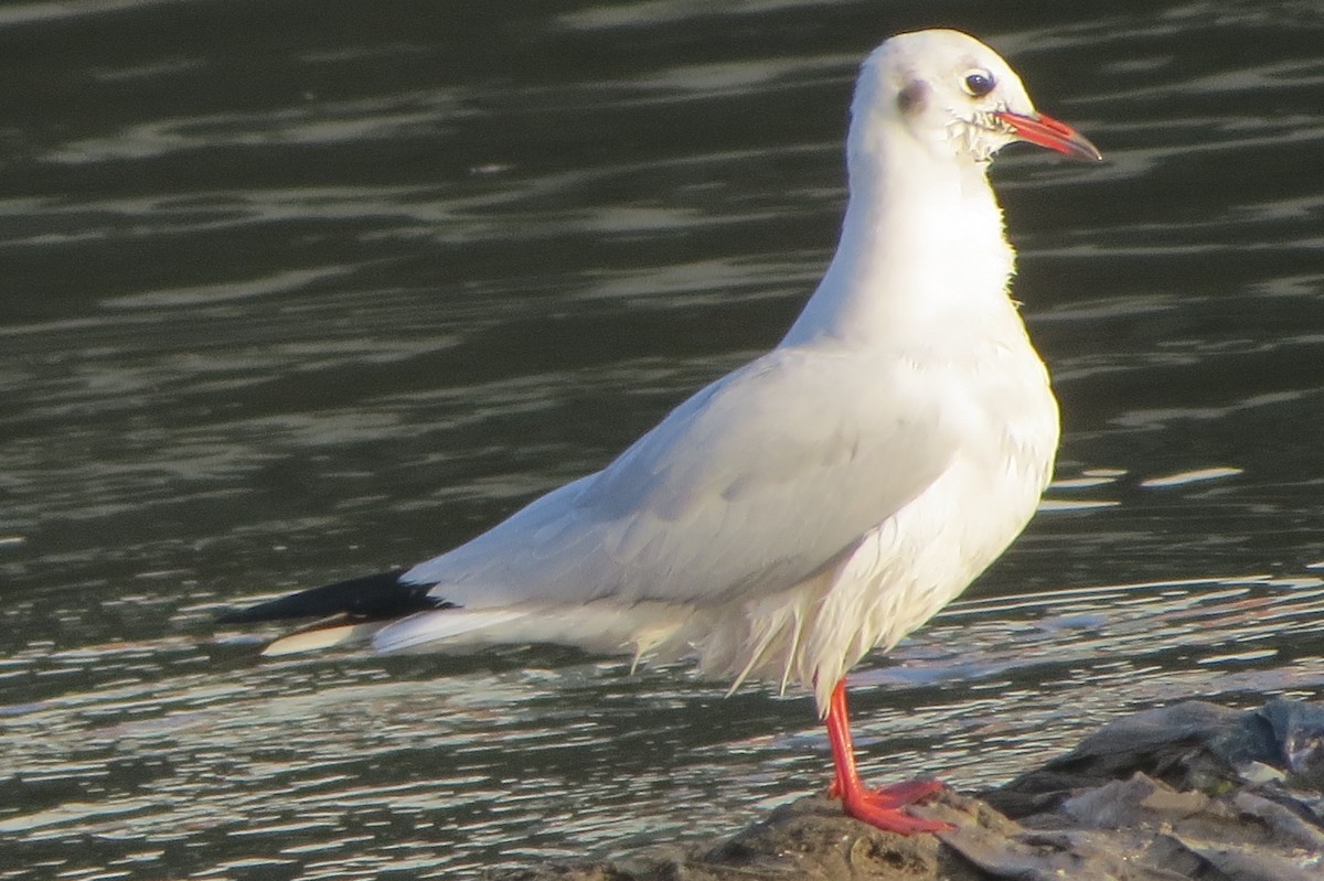 Black-headed Gull - ML644577117