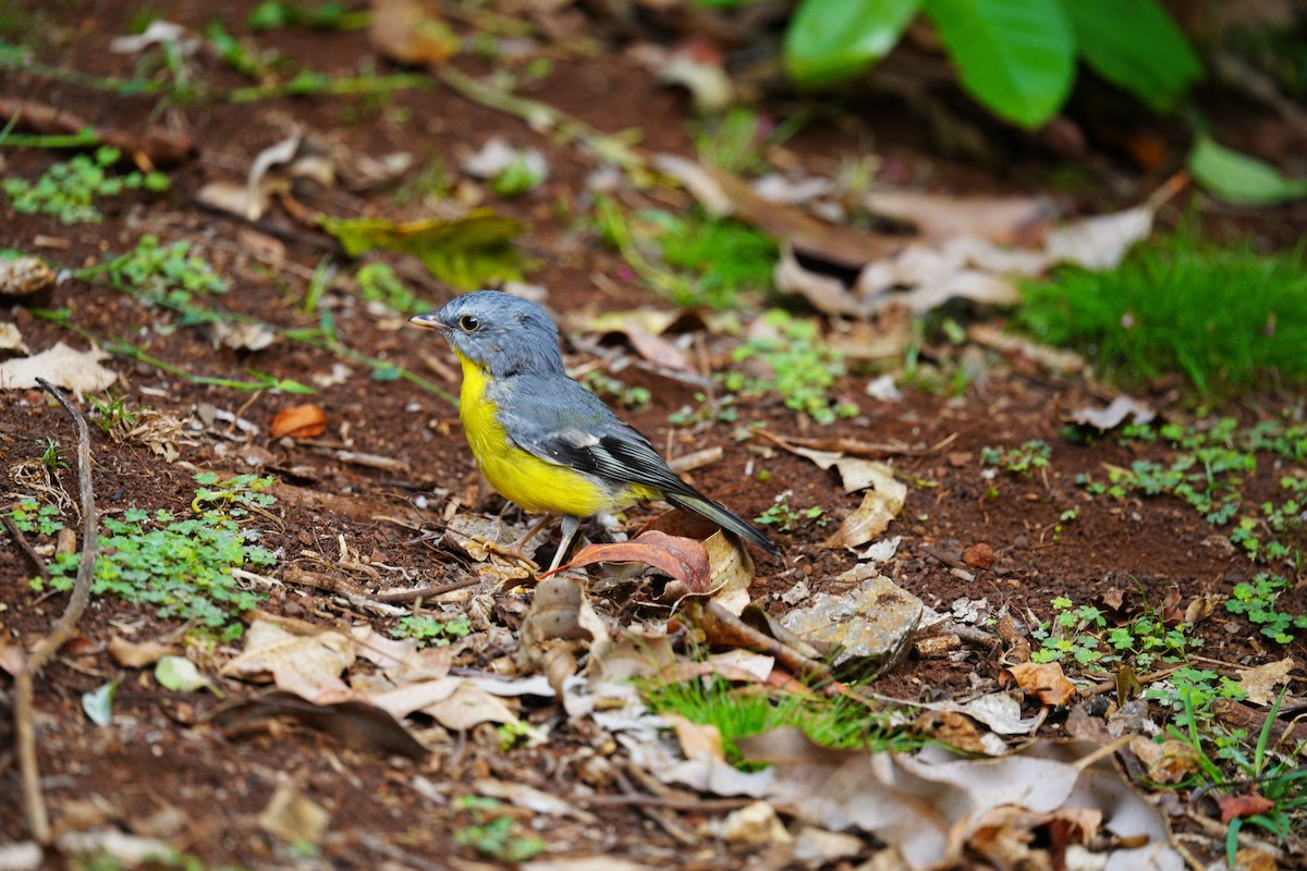 gulbrystflueskvett - ML644577118