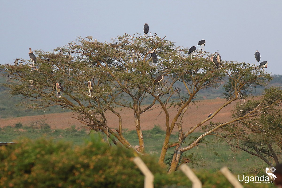 アフリカハゲコウ - ML644577119