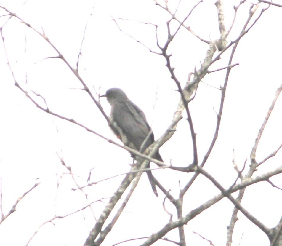 Lesser Cuckoo - ML644577120