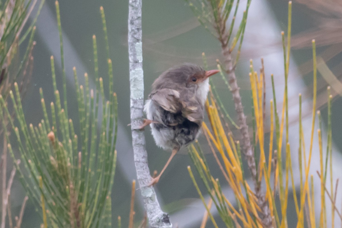 Superb Fairywren - ML644577122