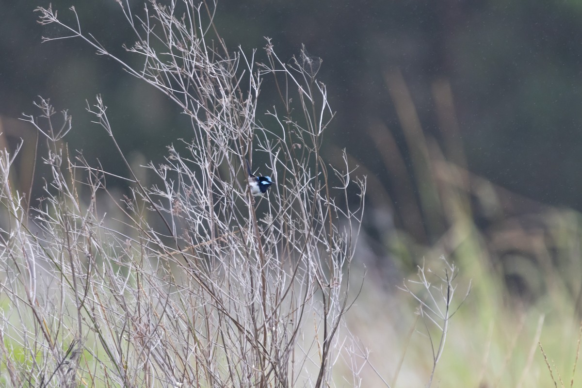 Superb Fairywren - ML644577123