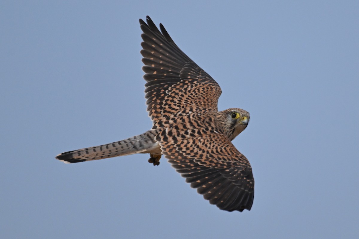 Cernícalo Vulgar - ML644577124