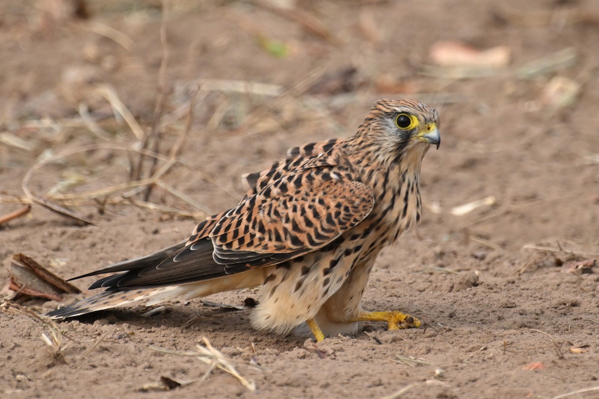 Cernícalo Vulgar - ML644577128