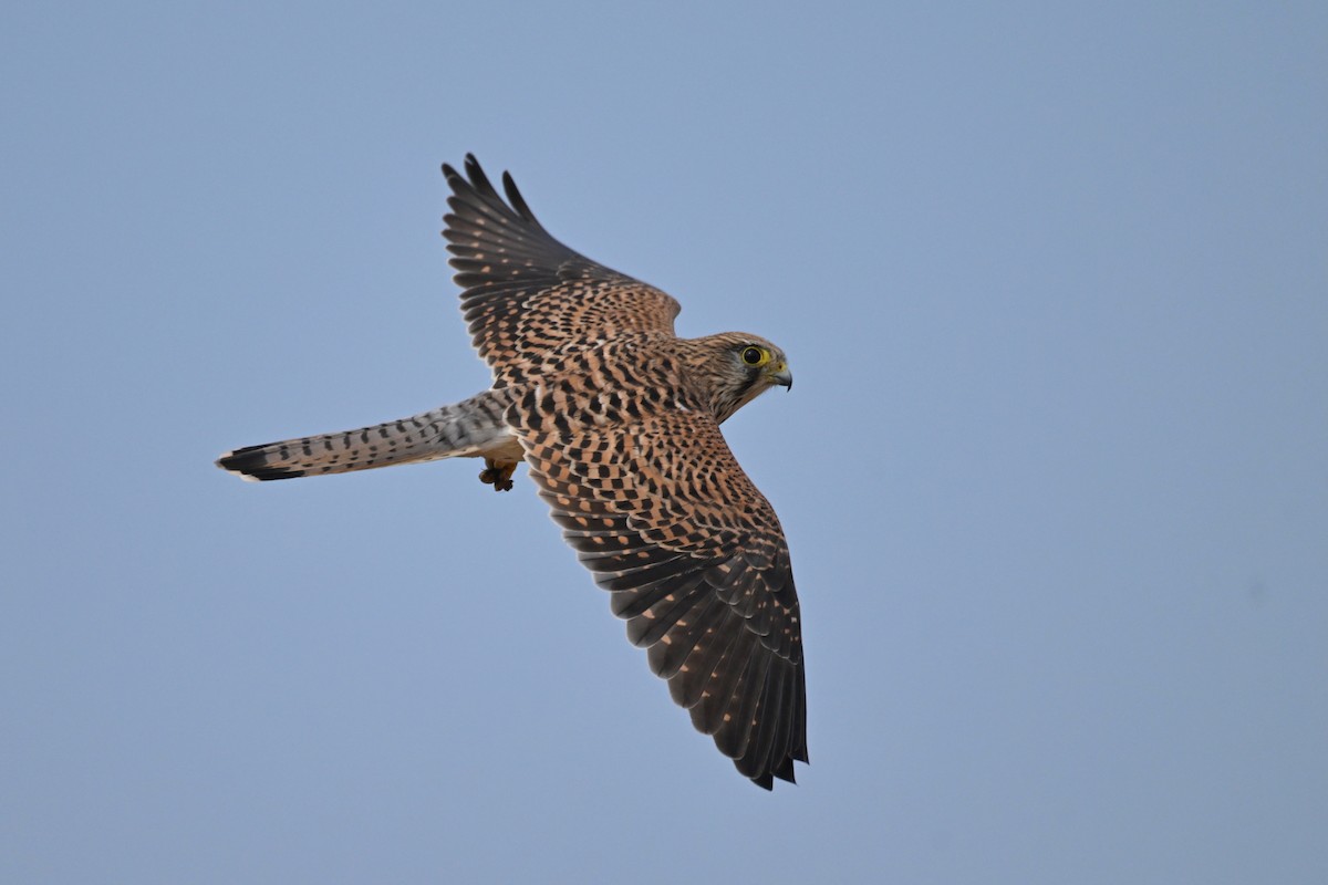 Cernícalo Vulgar - ML644577130