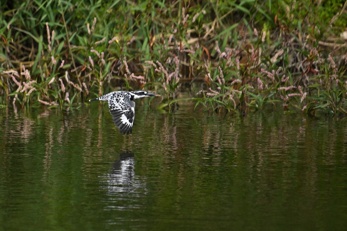 Pied Kingfisher - ML644577133