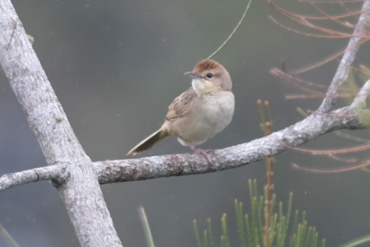 Tawny Grassbird - ML644577134