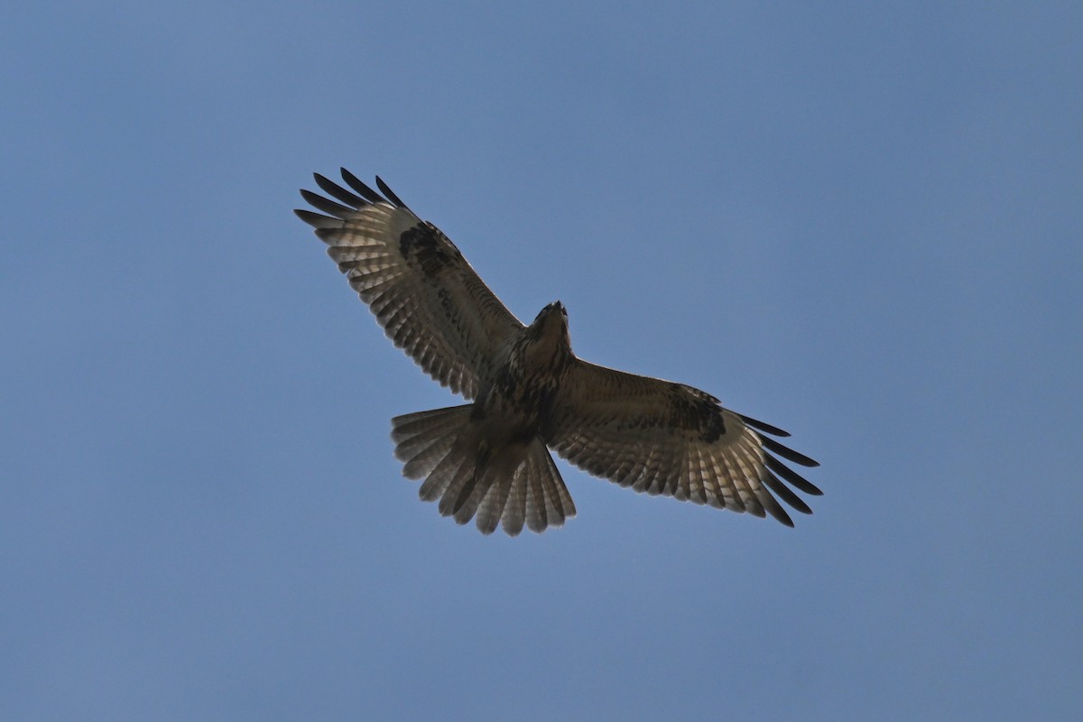 Eastern Buzzard - ML644577135
