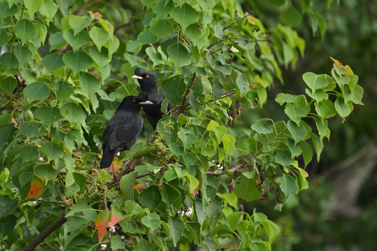 Crested Myna - ML644577136