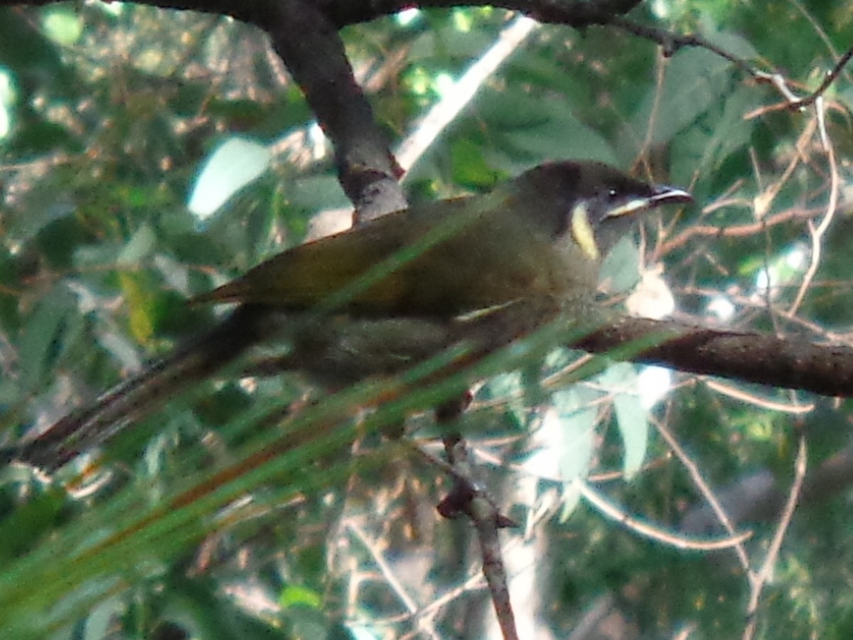 Lewin's Honeyeater - ML644577139