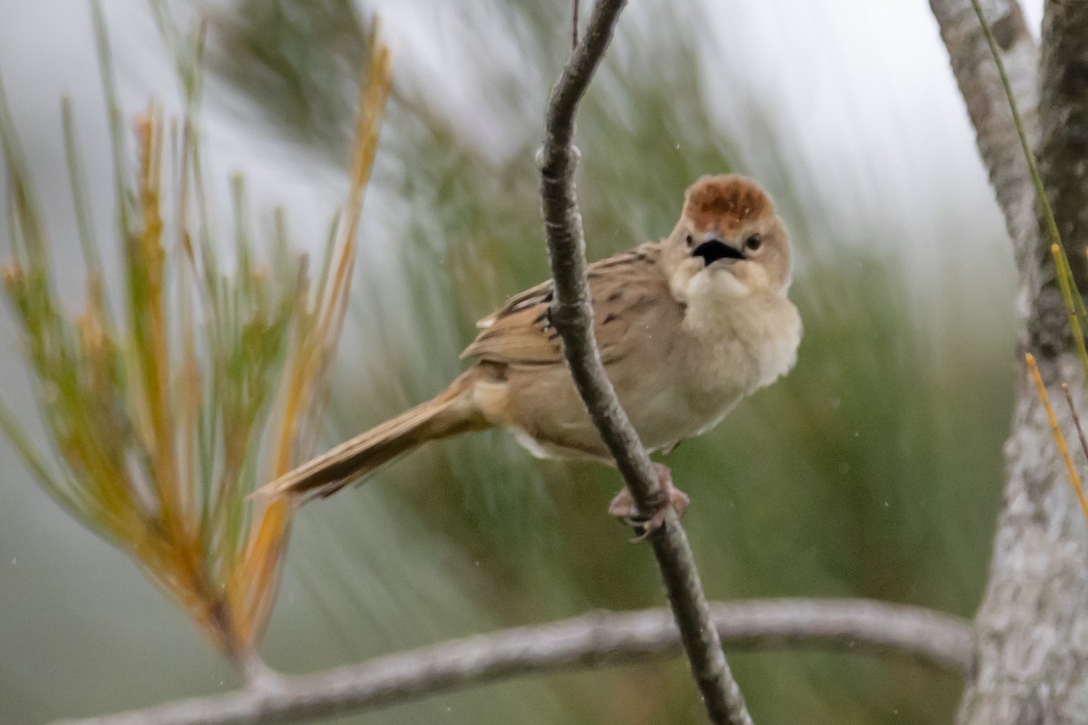 Tawny Grassbird - ML644577140
