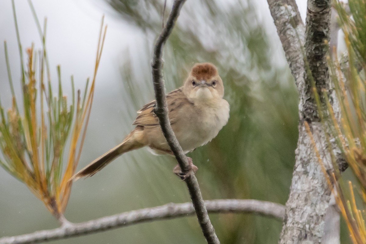 Tawny Grassbird - ML644577142