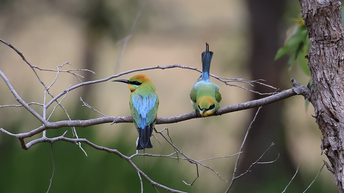 Rainbow Bee-eater - ML644577146