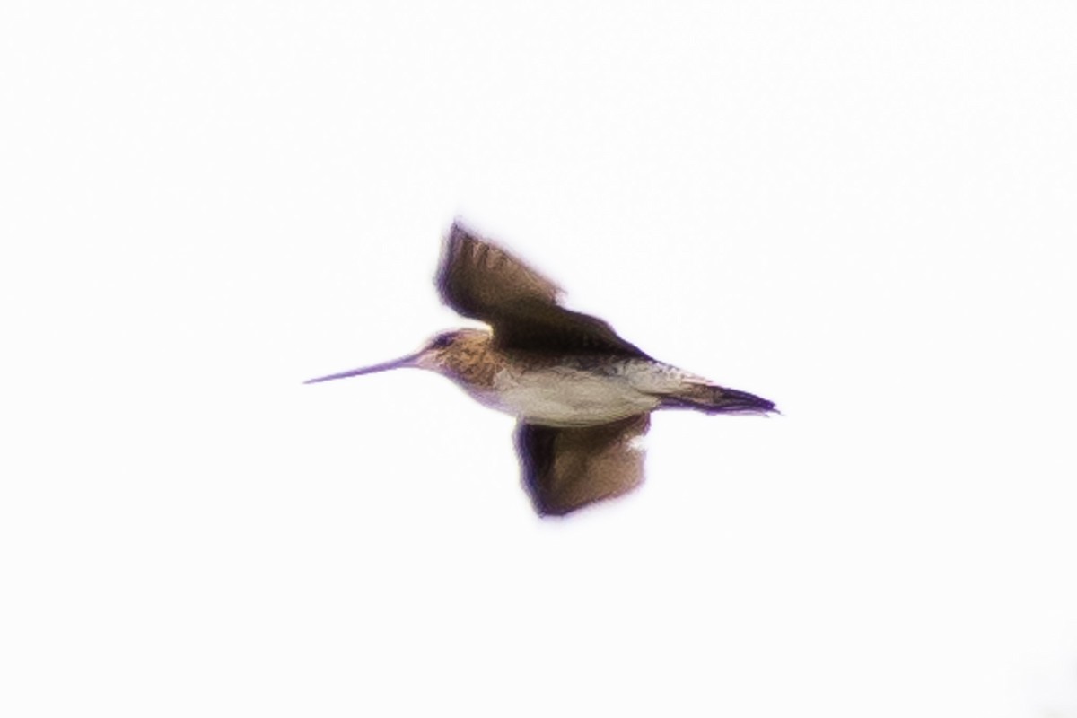 Latham's Snipe - ML644577147
