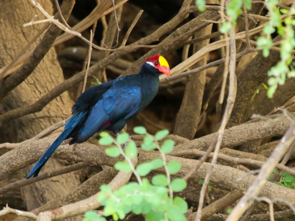 Violet Turaco - ML644577151