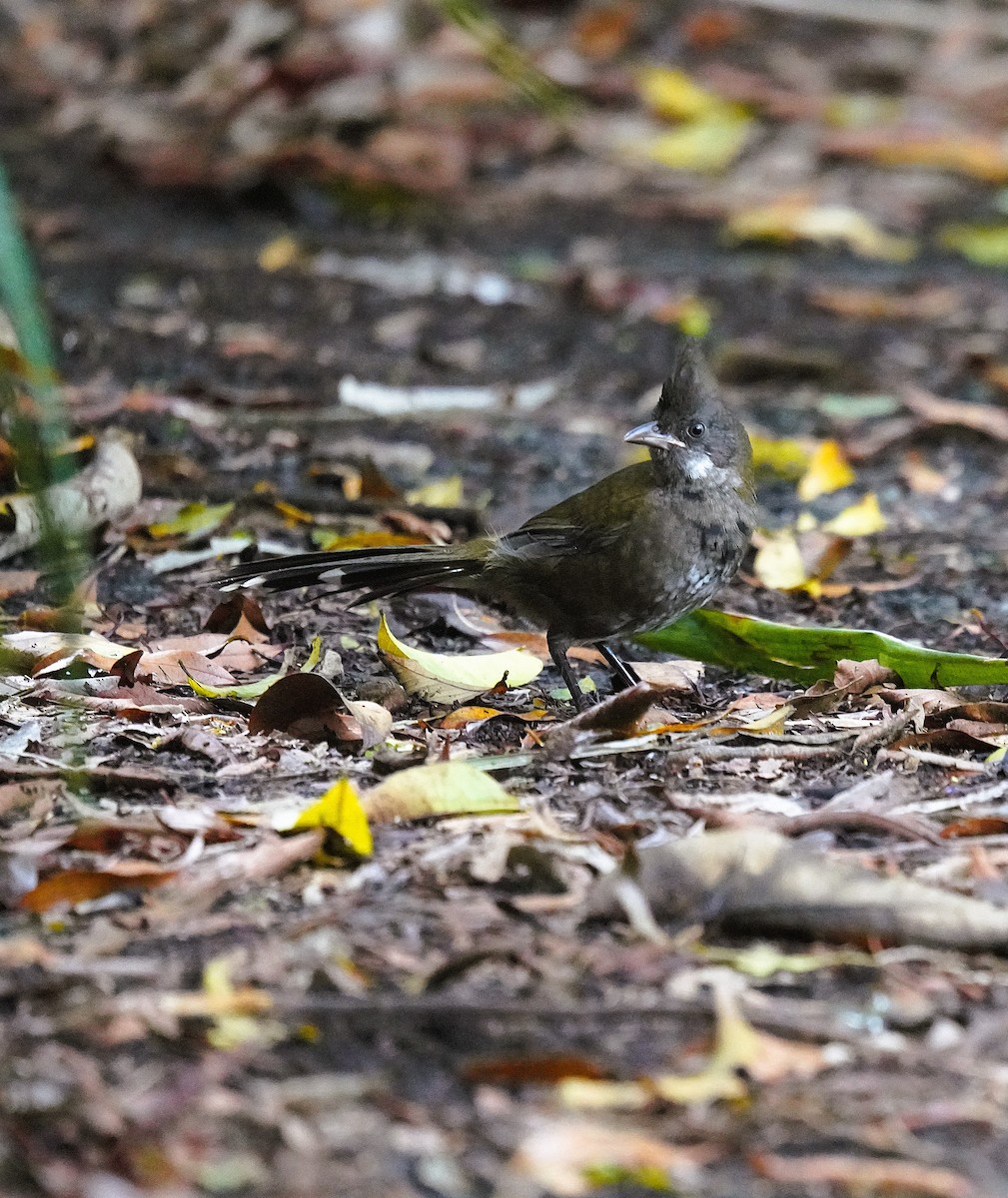 pisketrost - ML644577153