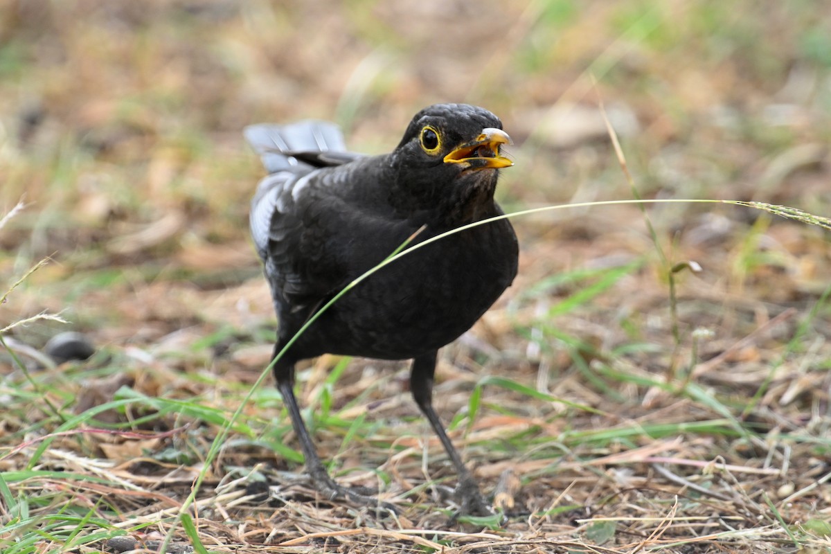 Merle de Chine - ML644577154