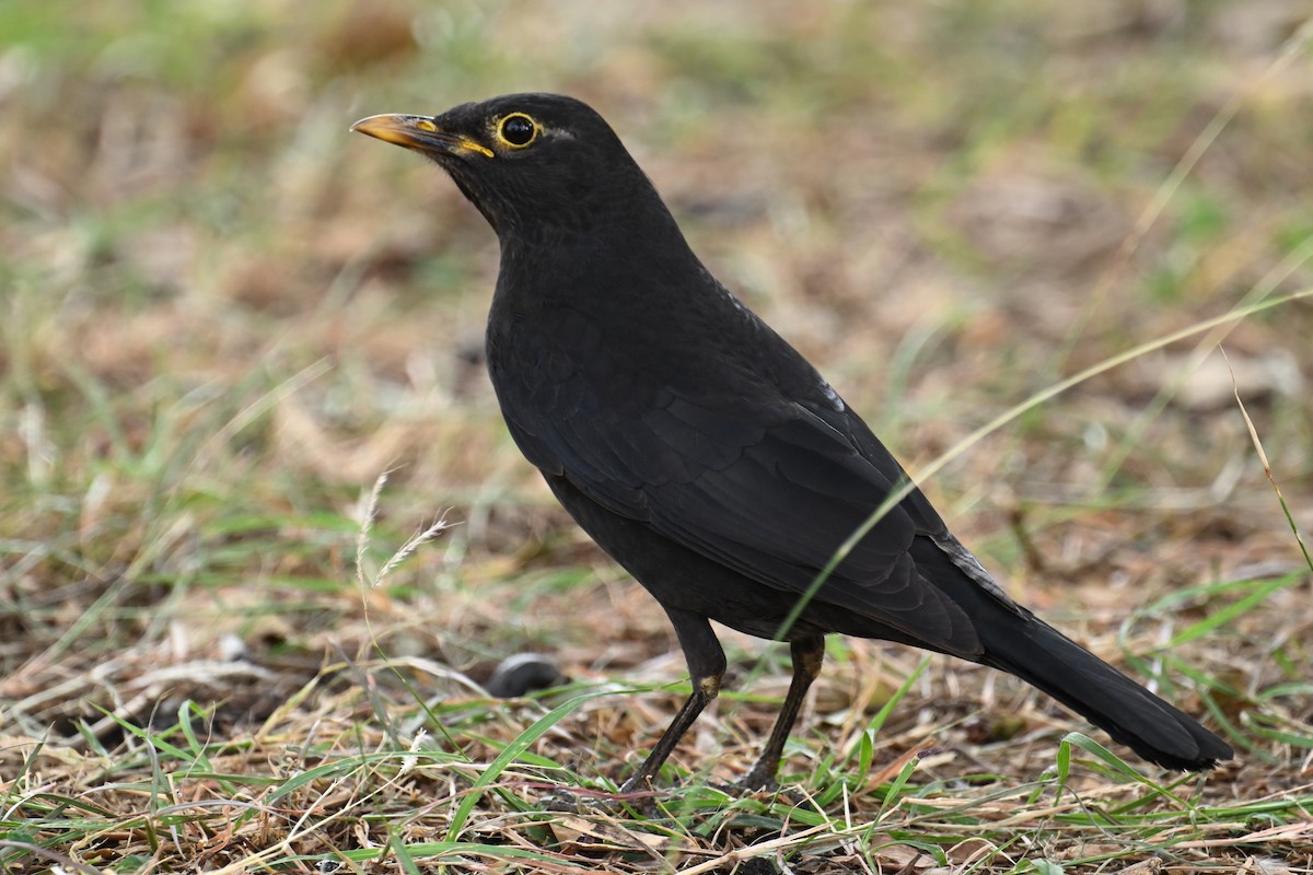 Merle de Chine - ML644577156