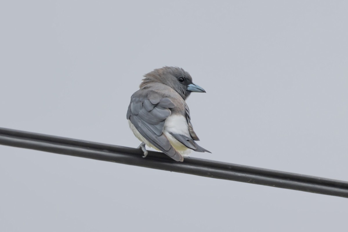 White-breasted Woodswallow - ML644577161