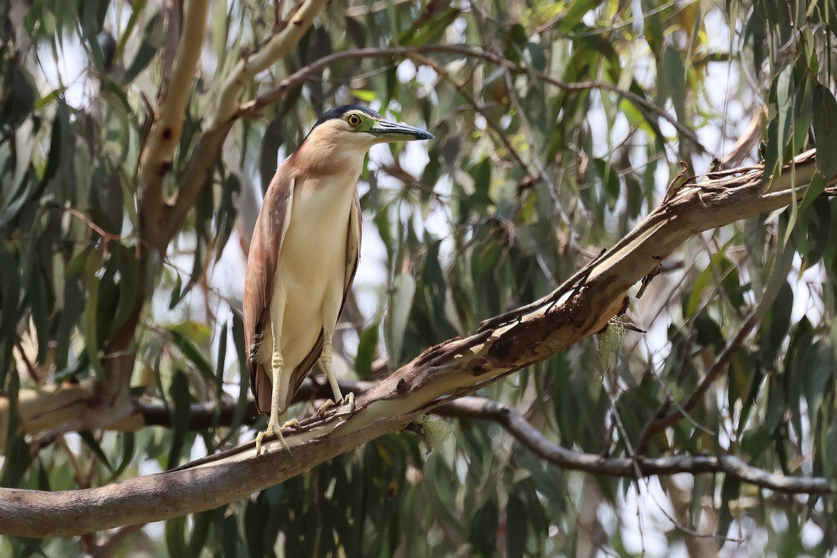 Nankeen Night Heron - ML644577162