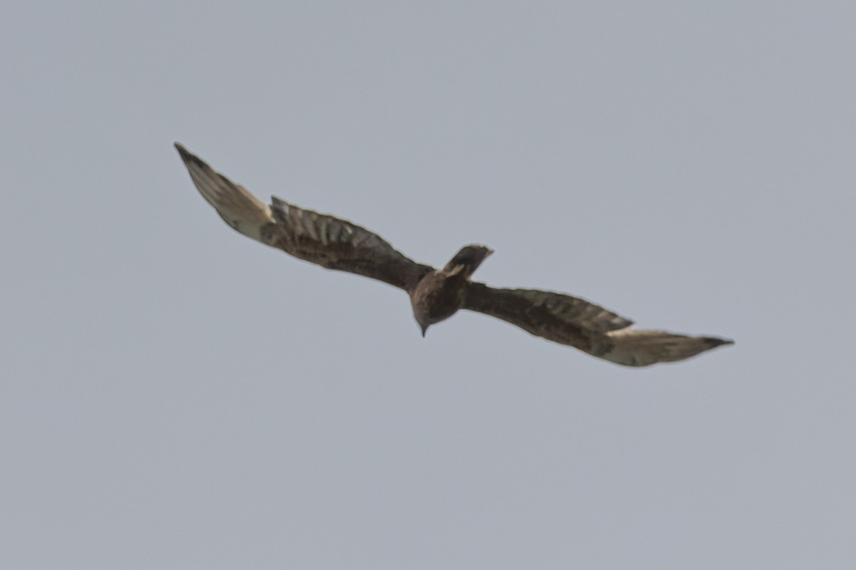 Swamp Harrier - ML644577164