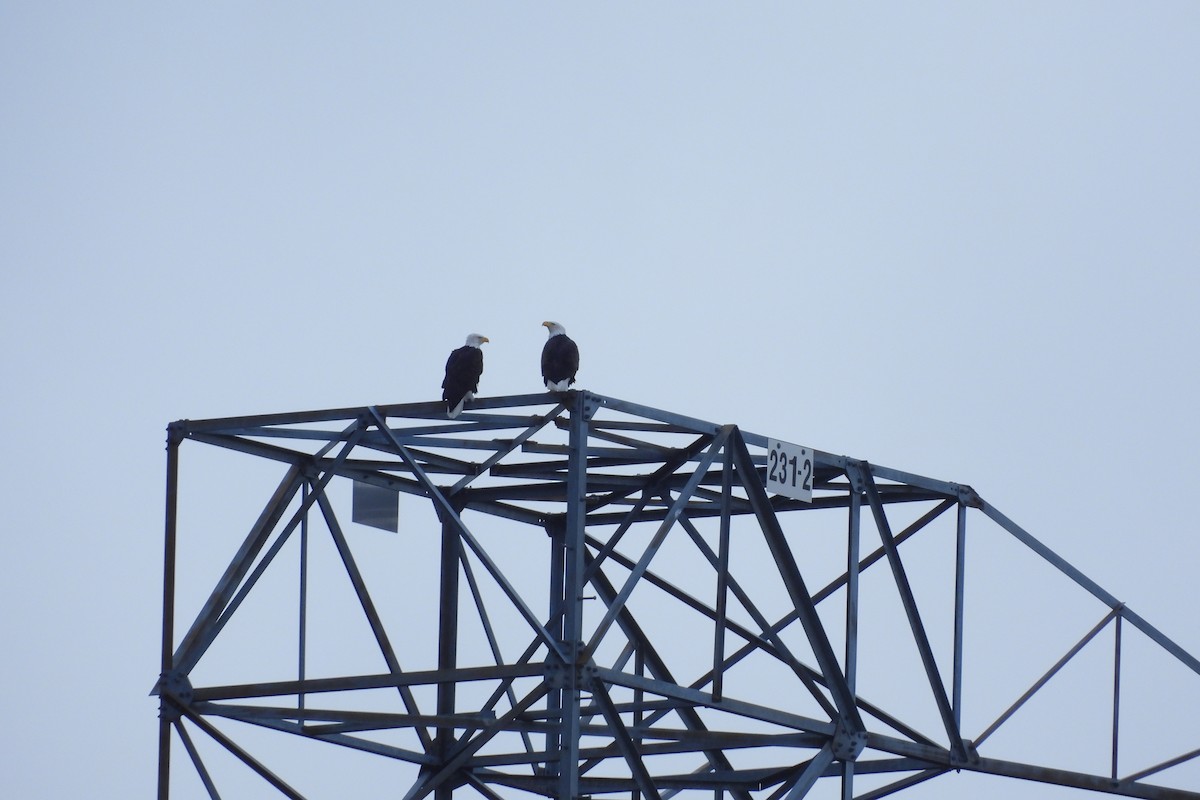 Pigargo Americano - ML644577167