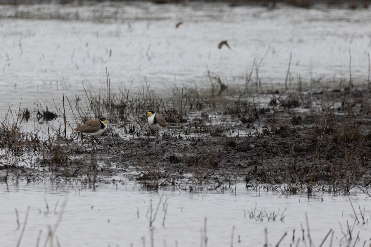 Hegabera maskaraduna - ML644577168