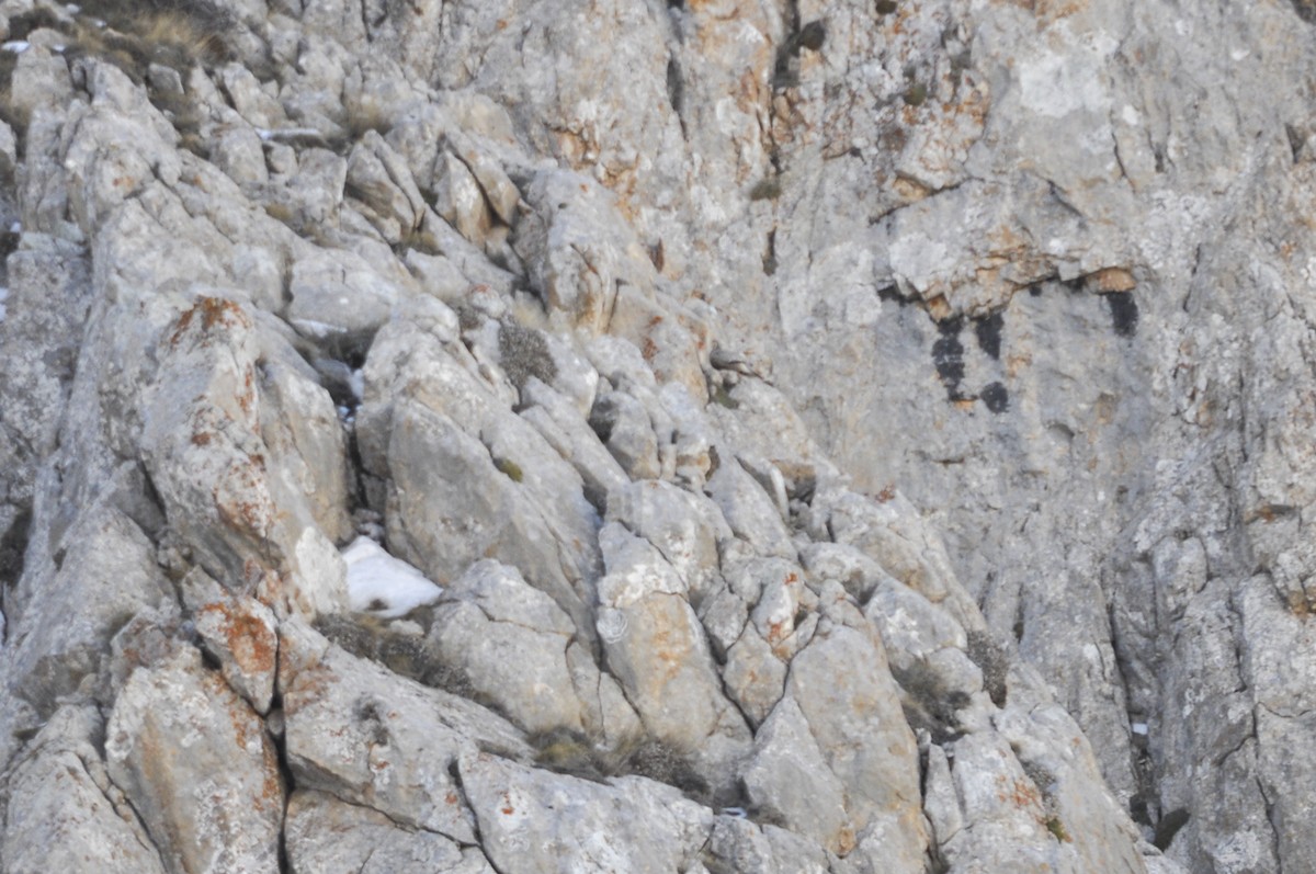 Perdigallo del Caspio - ML644577185