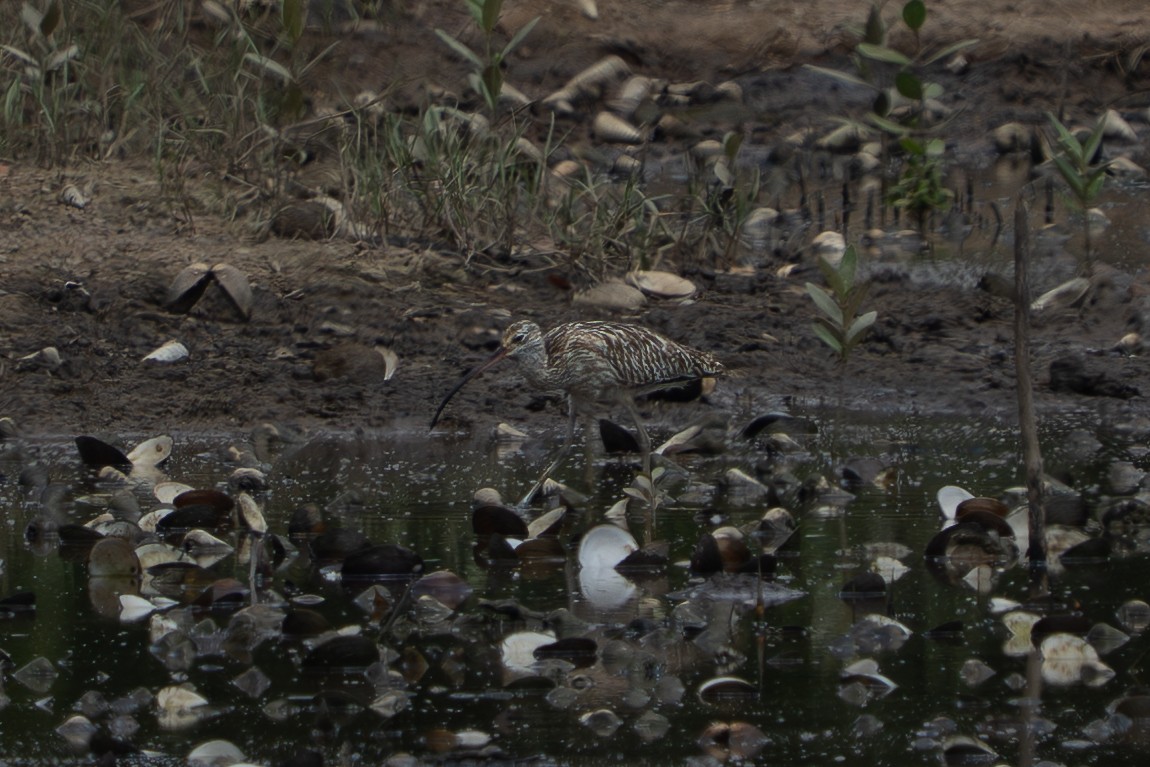 storspove - ML644577187