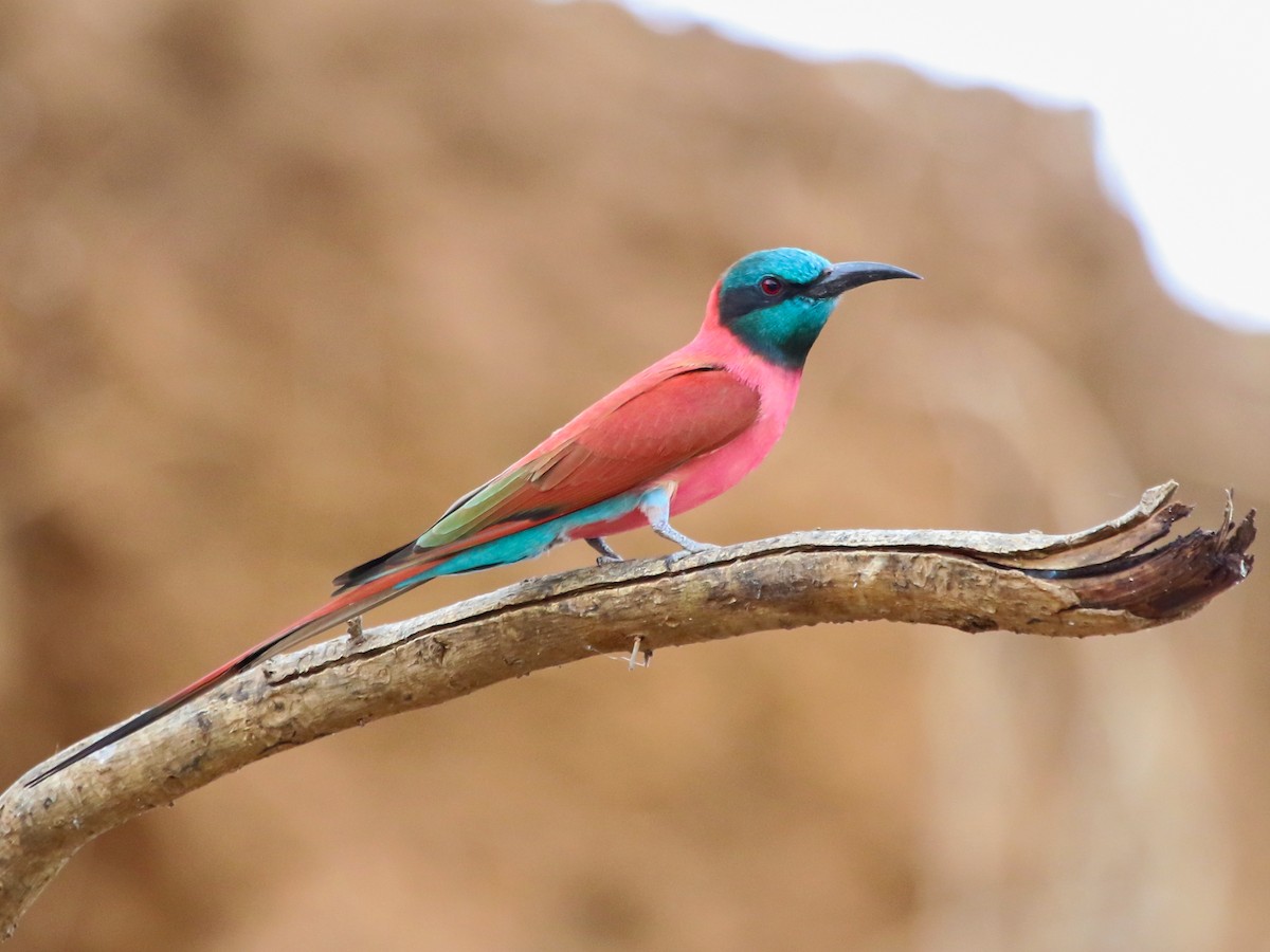 שרקרק ורוד - ML644577188