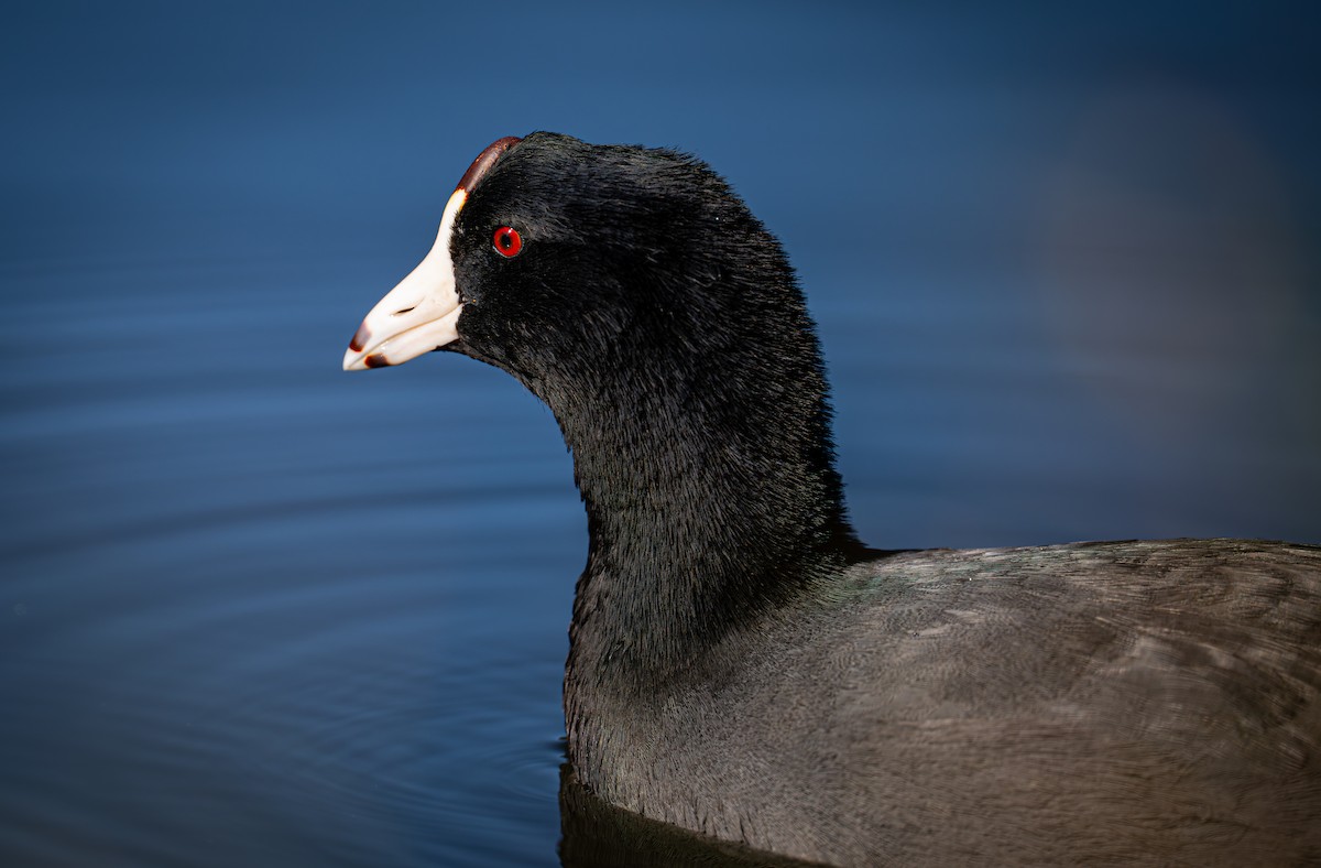 American Coot - ML644577190