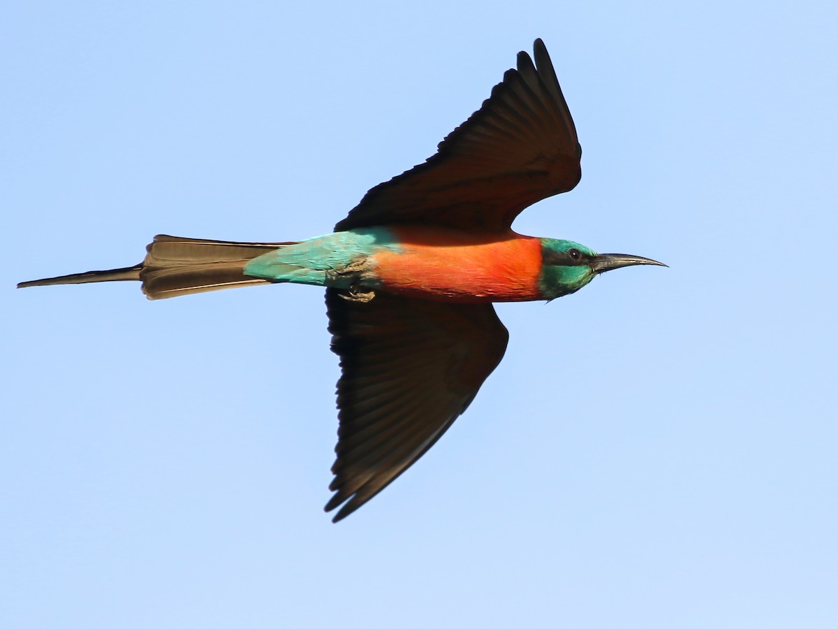 שרקרק ורוד - ML644577191